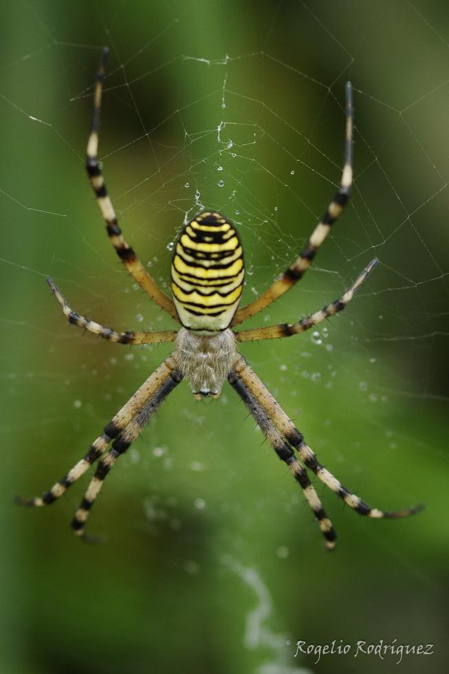 Imagen 20 de la galería de Otros Invertebrados